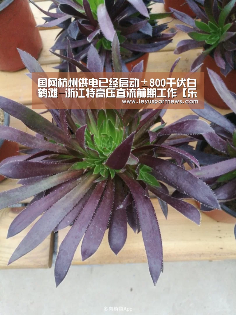 国网杭州供电已经启动±800千伏白鹤滩-浙江特高压直流前期工作【乐鱼娱乐】(图3) 乐鱼娱乐